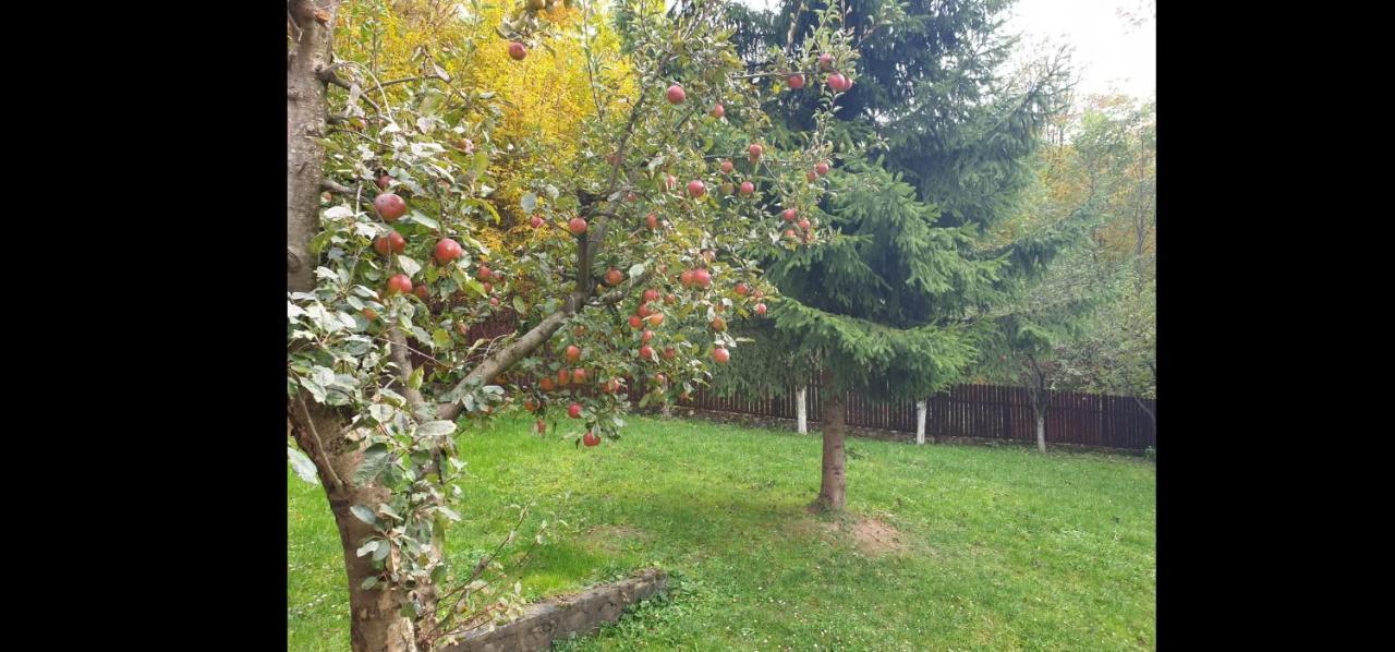 Casa Aris Lepsa Vrancea Hotel Buitenkant foto